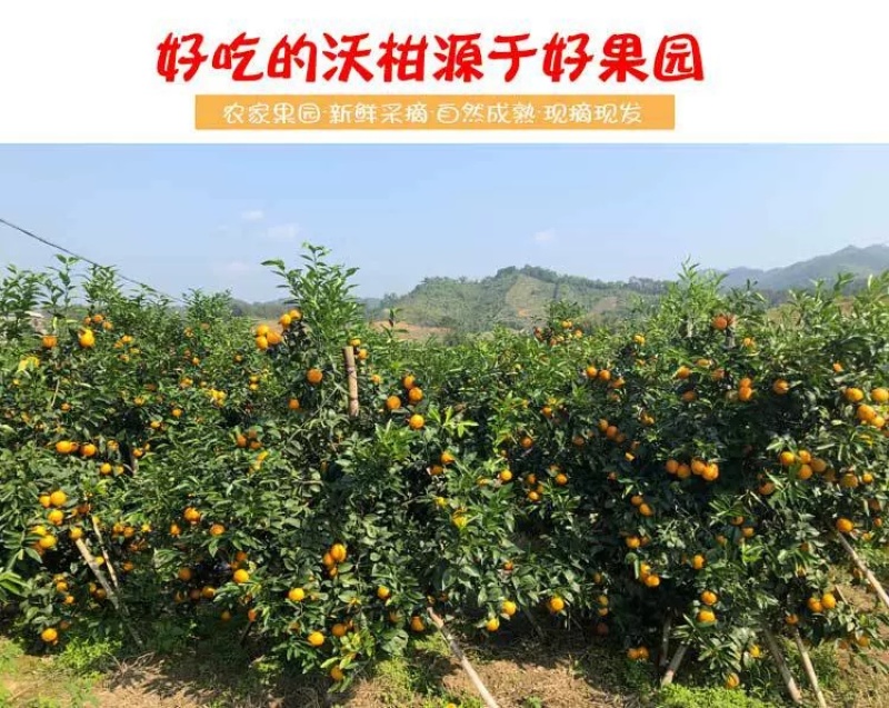 广西武鸣沃柑支持直播一件代发团购批发【武鸣贵州两仓发货】