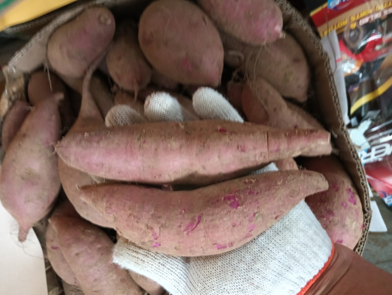 精品紫薯