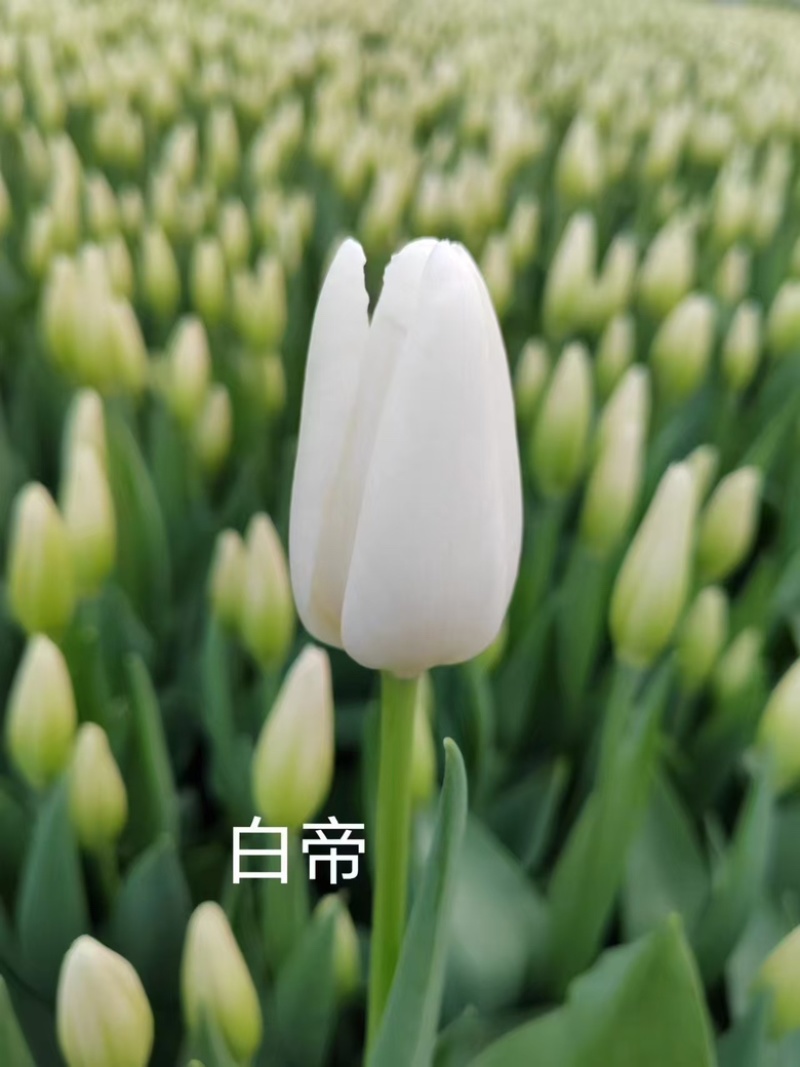 郁金香种球小籽籽，剥皮种球品质好！价格优！欢迎联系