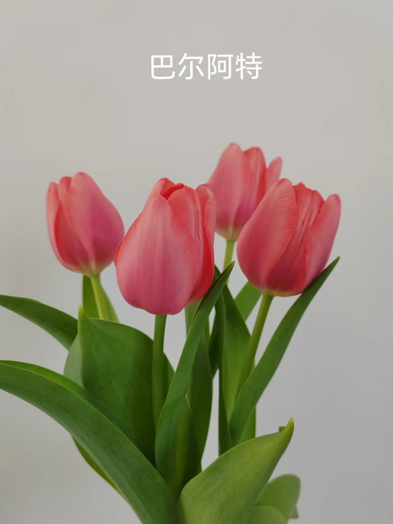 郁金香种球小籽籽，剥皮种球品质好！价格优！欢迎联系