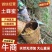 【优质】湘南蜂农一手货源品质保障不掺假无添加，高山野蜂蜜
