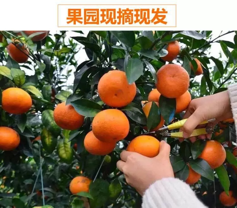 广西武鸣沃柑产地代办一件代发一条龙服务直播提供场地