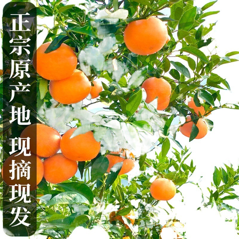 广西武鸣沃柑产地代办一件代发一条龙服务直播提供场地