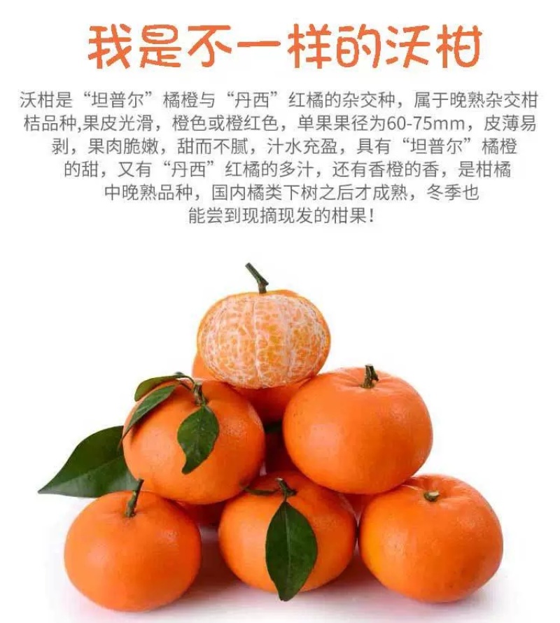 广西武鸣沃柑产地代办一件代发一条龙服务直播提供场地