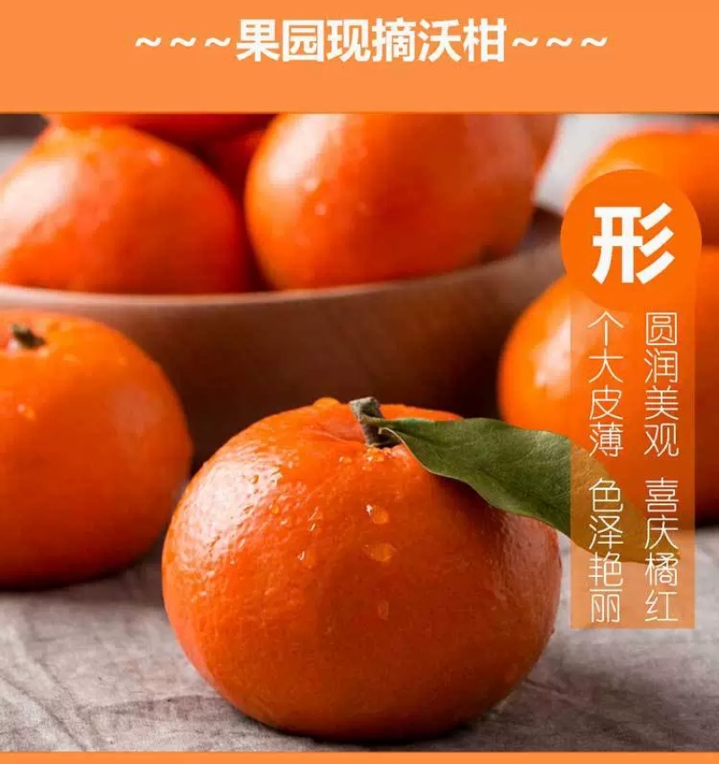 广西武鸣沃柑产地代办一件代发一条龙服务直播提供场地