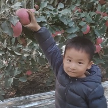 阿克苏冰糖心苹果甜度高口感脆甜耐运输提供纸箱泡沫箱全国接