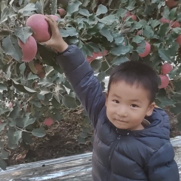 阿克苏冰糖心苹果甜度高口感脆甜耐运输提供纸箱泡沫箱全国接