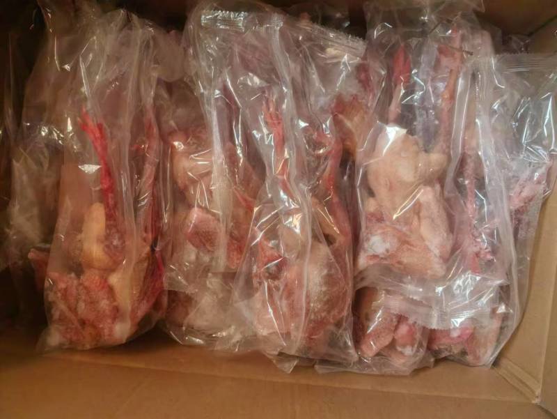 次！！品鸽子8块一只