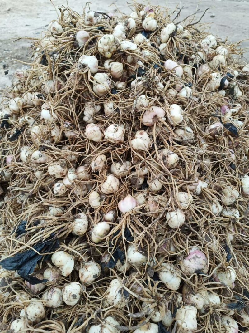 食用甜百合籽球可扩繁育大种球产量高抗病能力强生长速度快