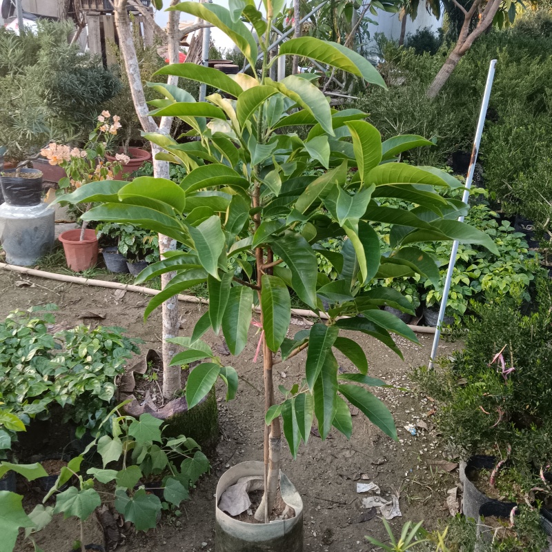 玉兰花/白玉兰