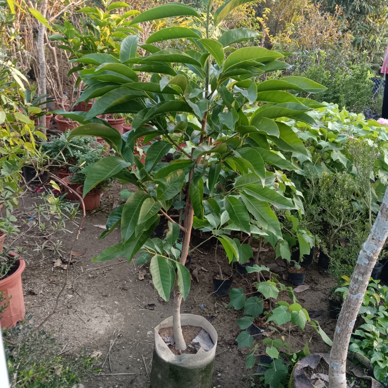 玉兰花/白玉兰