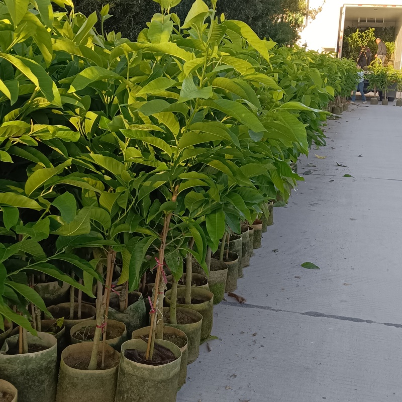 玉兰花/白玉兰