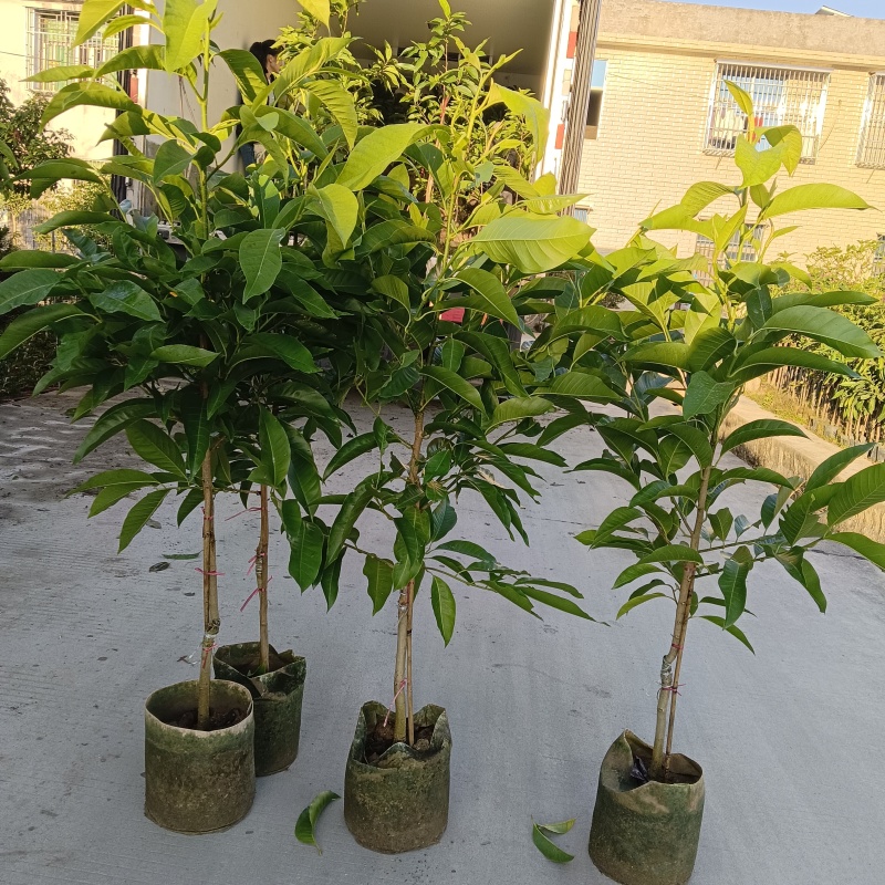 玉兰花/白玉兰