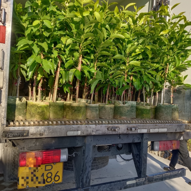 玉兰花/白玉兰