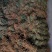 长扎鸡骨草