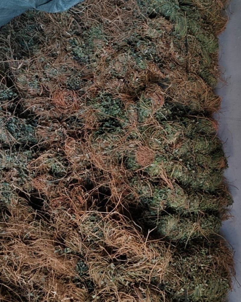 长扎鸡骨草