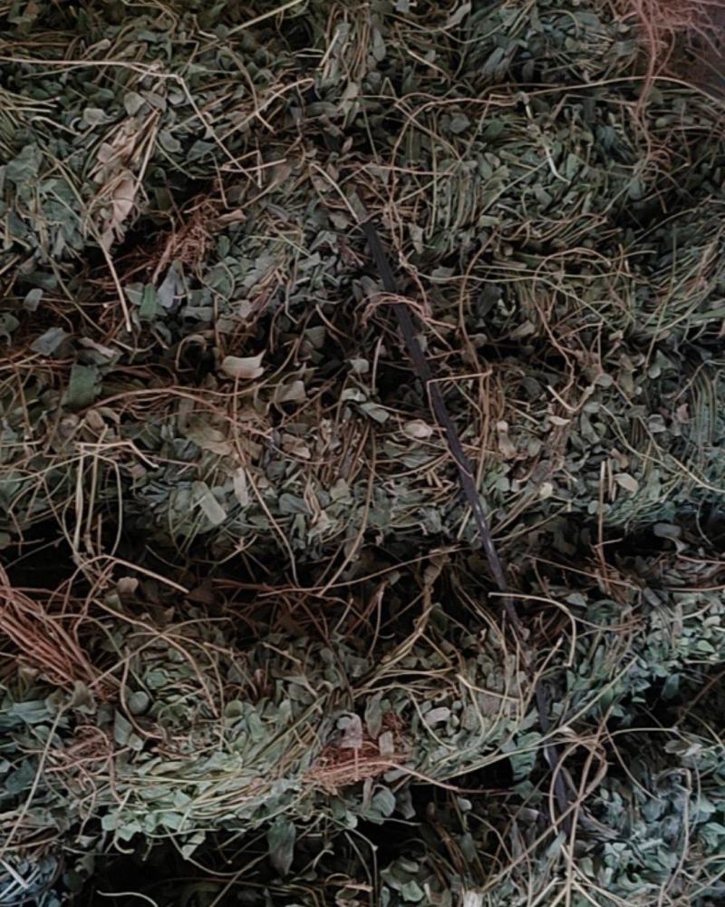 长扎鸡骨草
