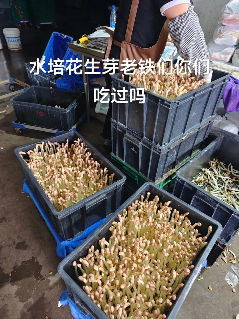 水培花生芽