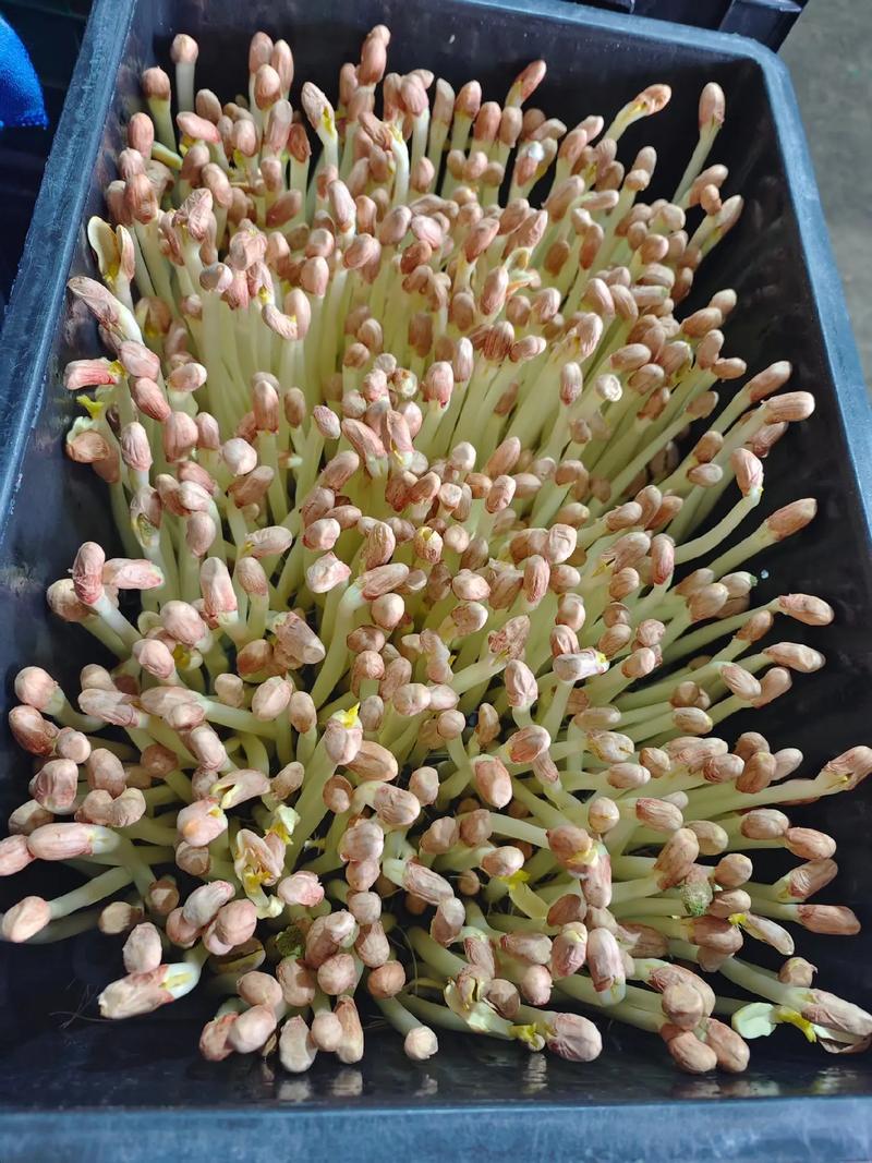 水培花生芽