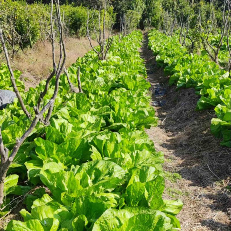 广西包心芥菜大量上市产地直供品质保证欢迎来电咨询