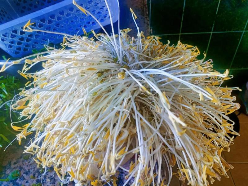 水培绿豆芽