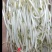 水培绿豆芽
