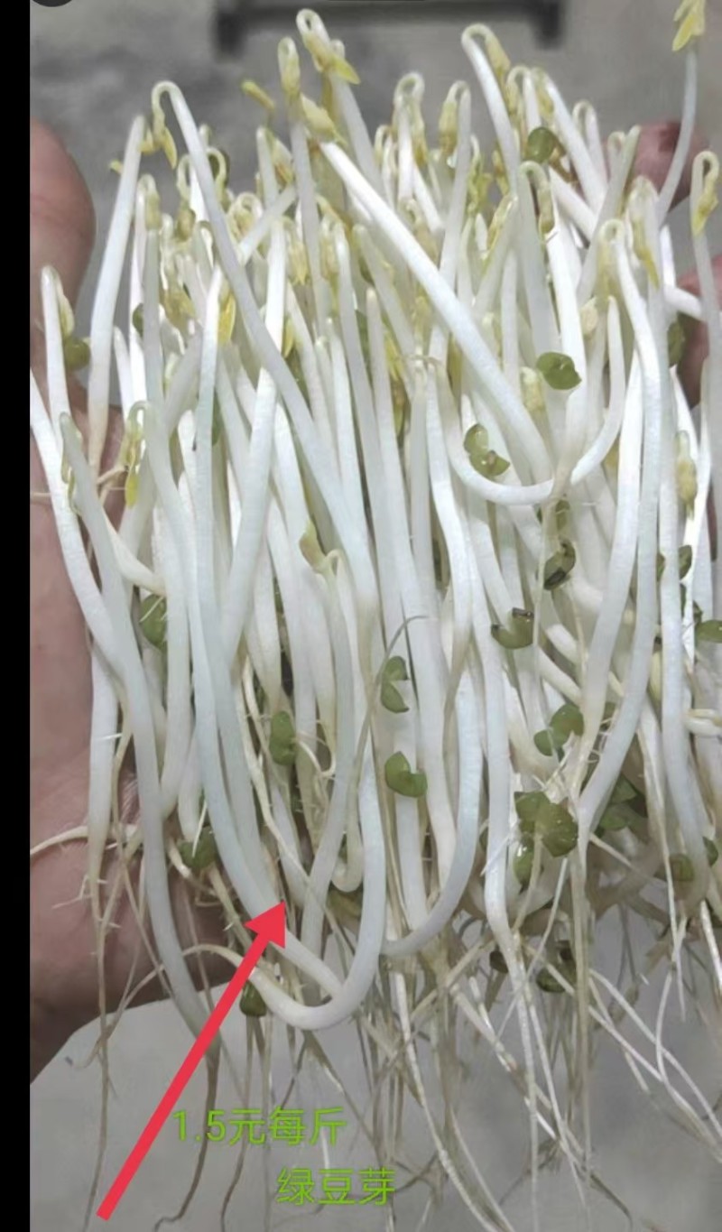 水培绿豆芽