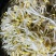 水培绿豆芽