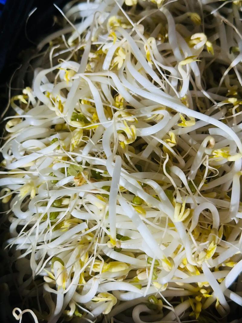 水培绿豆芽