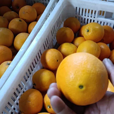 湖北纽荷尔脐橙产地直发货源充足规格齐全欢迎联系