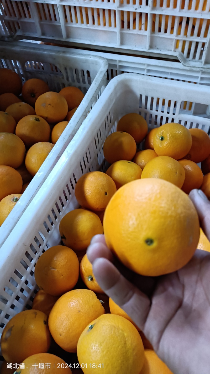湖北纽荷尔脐橙产地直发货源充足规格齐全欢迎联系