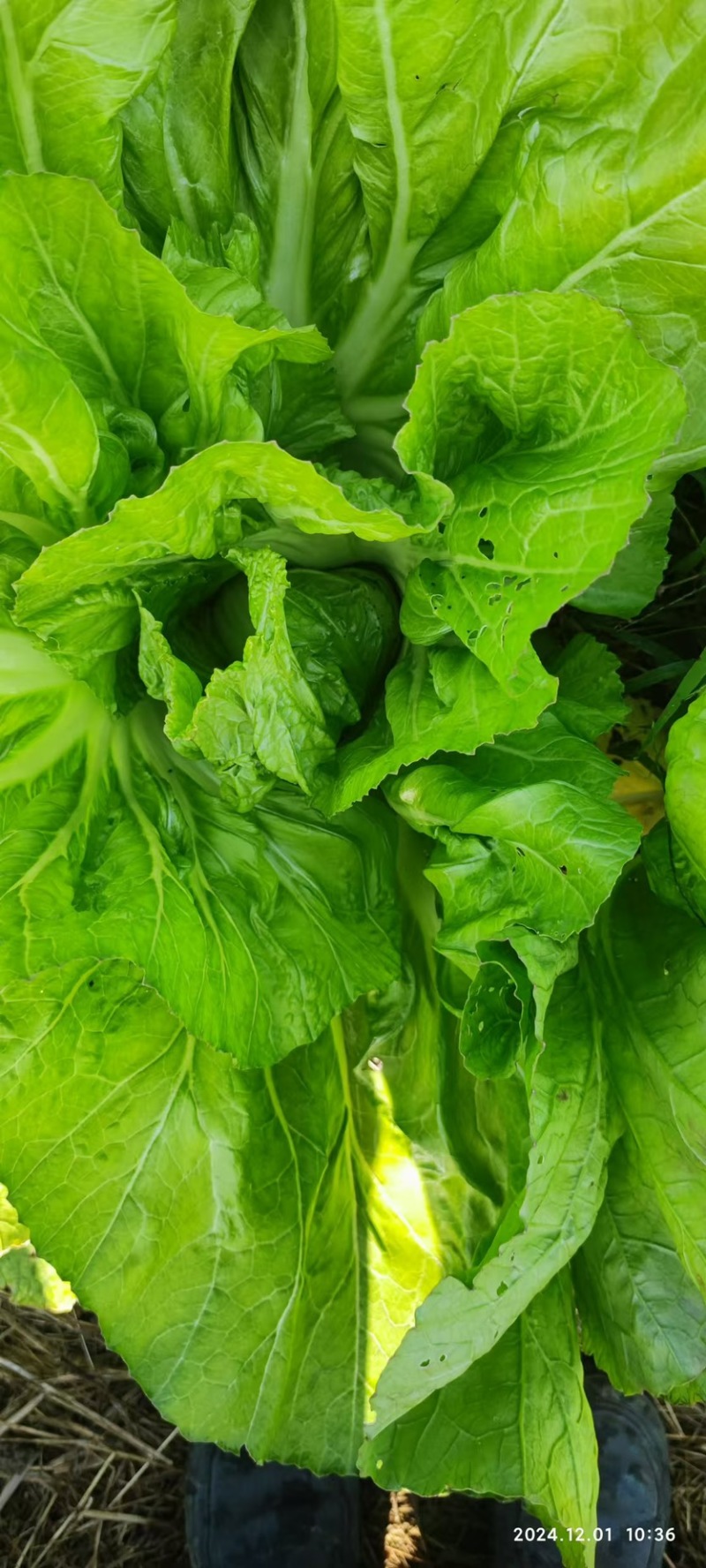 广西包心芥菜大量上市产地直供品质保证欢迎来电咨询