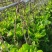 广西包心芥菜大量上市产地直供品质保证欢迎来电咨询