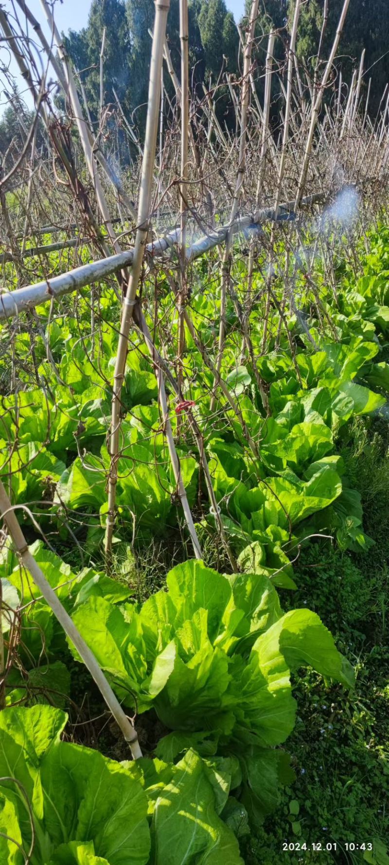 广西包心芥菜大量上市产地直供品质保证欢迎来电咨询