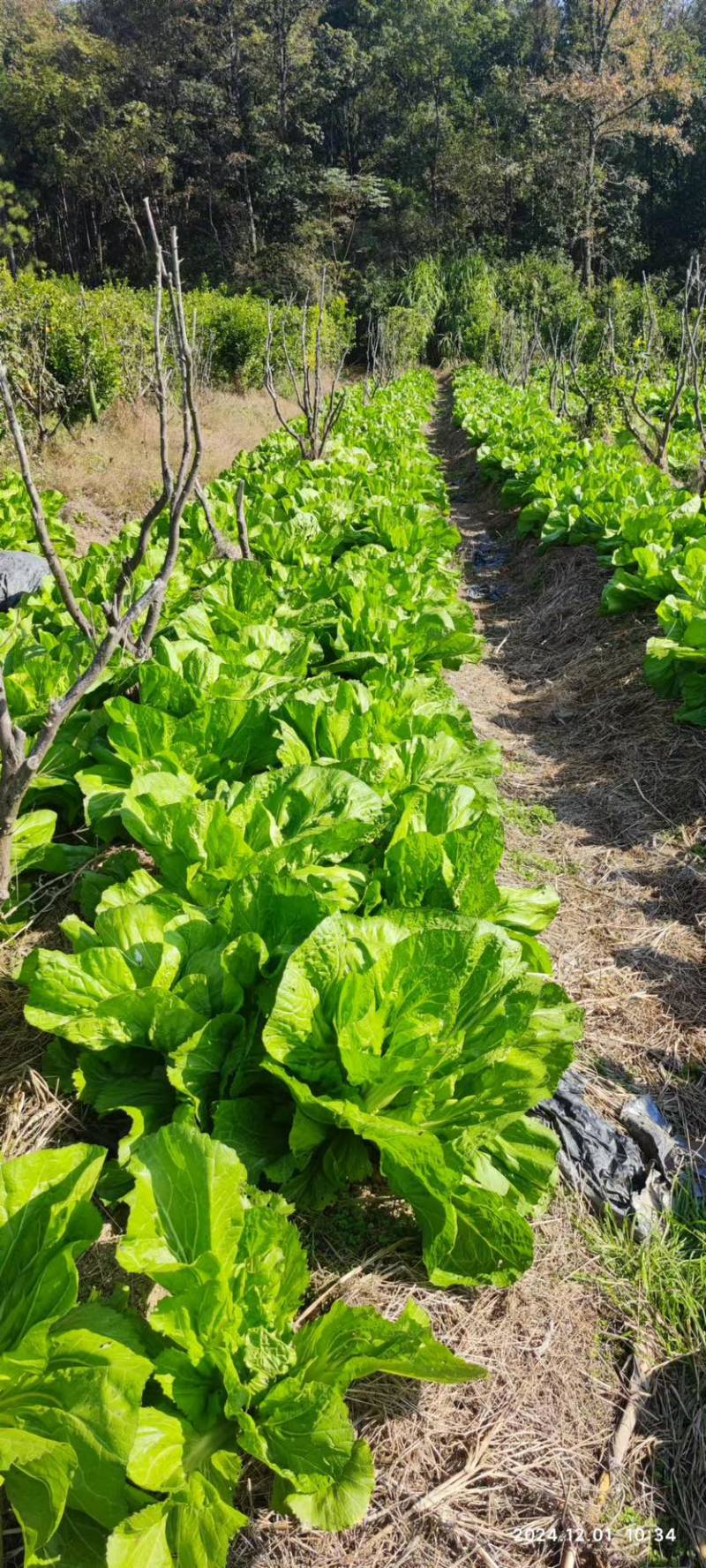 广西包心芥菜大量上市产地直供品质保证欢迎来电咨询