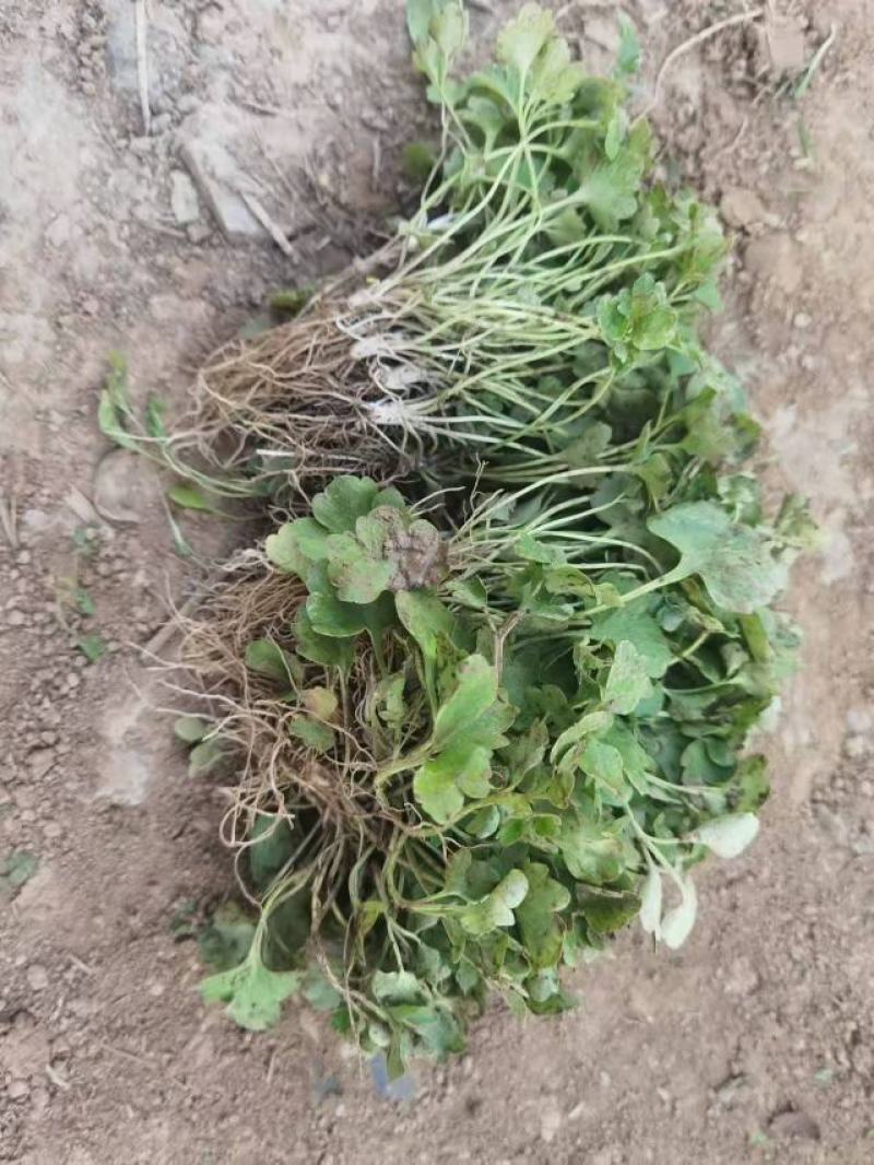 【量大优惠】爪草种苗，家种苗，成活率高，产量高！