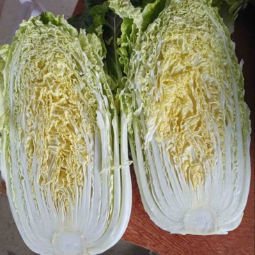 黄心大白菜