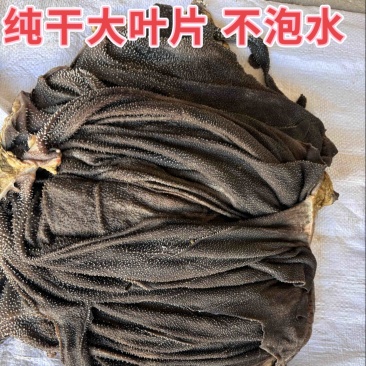 国产纯干鲜毛肚圆刀天天有货可发空运当天到