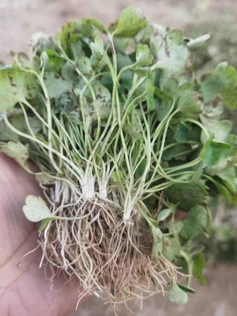 【精品】猫爪草苗基地直供改良紫杆品种高产抗病能力强