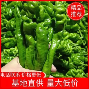 【推荐】山东螺丝椒芜湖椒产地直供现摘现发质量保证