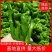 【推荐】山东螺丝椒芜湖椒产地直供现摘现发质量保证