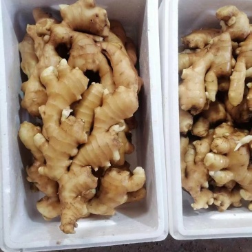 大黄姜产地批发水洗风干供应市场电商一手货源