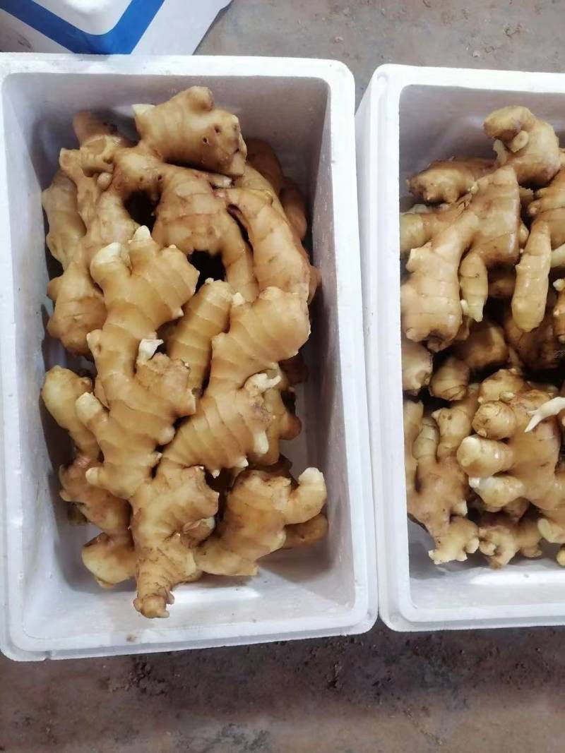 大黄姜产地批发水洗风干供应市场电商一手货源