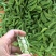 精品白玉豆量大从优质量保证对接全国欢迎咨询