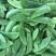 精品白玉豆量大从优质量保证对接全国欢迎咨询