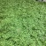精品白玉豆量大从优质量保证对接全国欢迎咨询