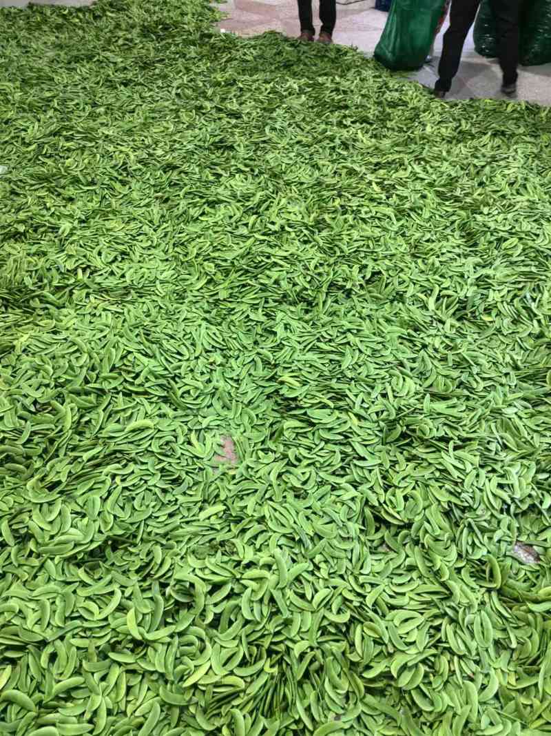 精品白玉豆量大从优质量保证对接全国欢迎咨询