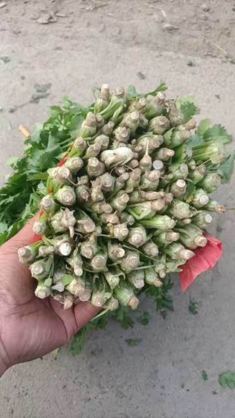 精品大叶香菜产地直发品质保证量大从优一手货源