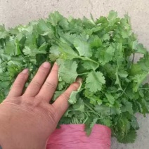 精品大叶香菜产地直发品质保证量大从优一手货源