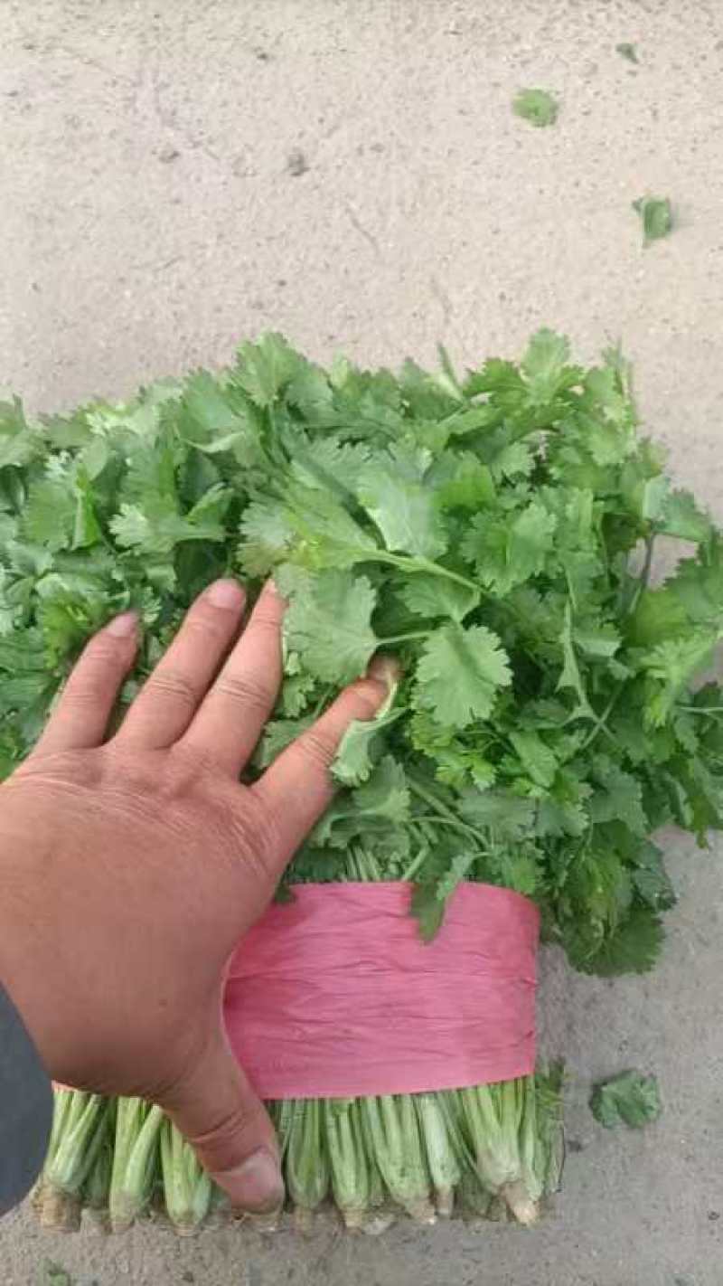 精品大叶香菜产地直发品质保证量大从优一手货源